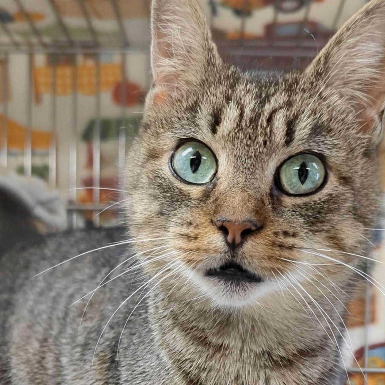 Enlarge Wallie, an adoptable Domestic Short Hair in West Jefferson, OH image 4/6