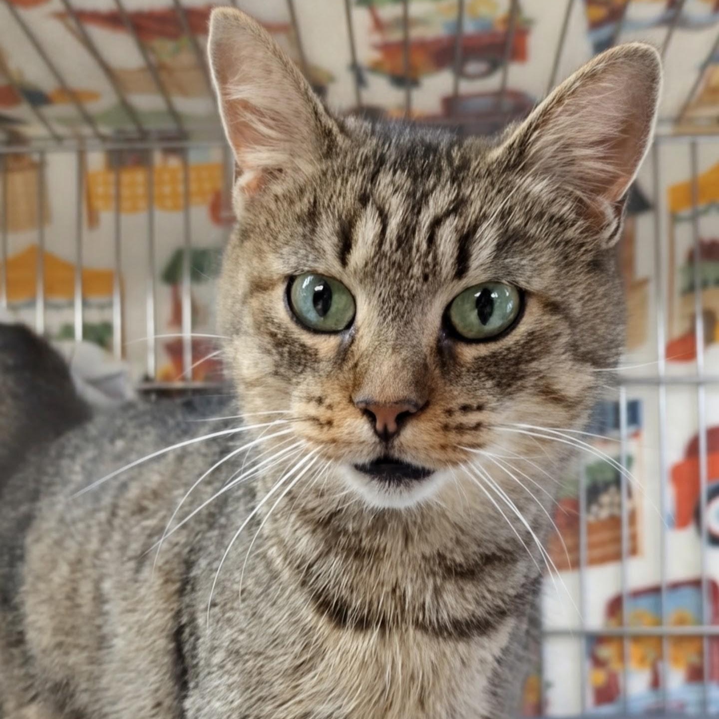 Enlarge Wallie, an adoptable Domestic Short Hair in West Jefferson, OH image 3/6