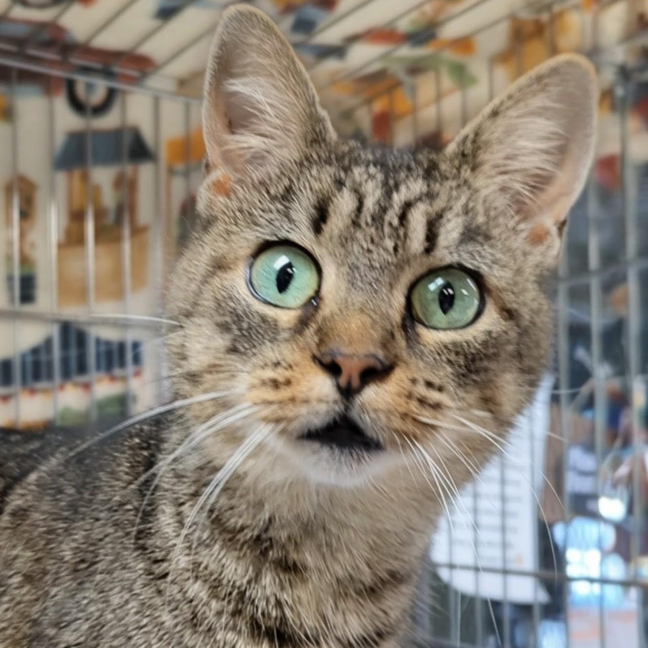Enlarge Wallie, an adoptable Domestic Short Hair in West Jefferson, OH image 1/6