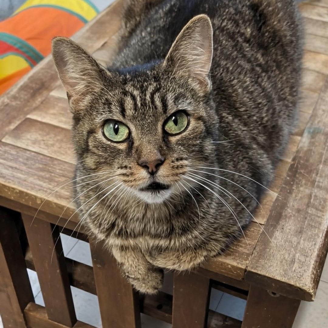 Wallie, an adoptable Domestic Short Hair in West Jefferson, OH image 4/6