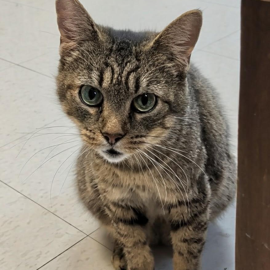 Wallie, an adoptable Domestic Short Hair in West Jefferson, OH image 6/6