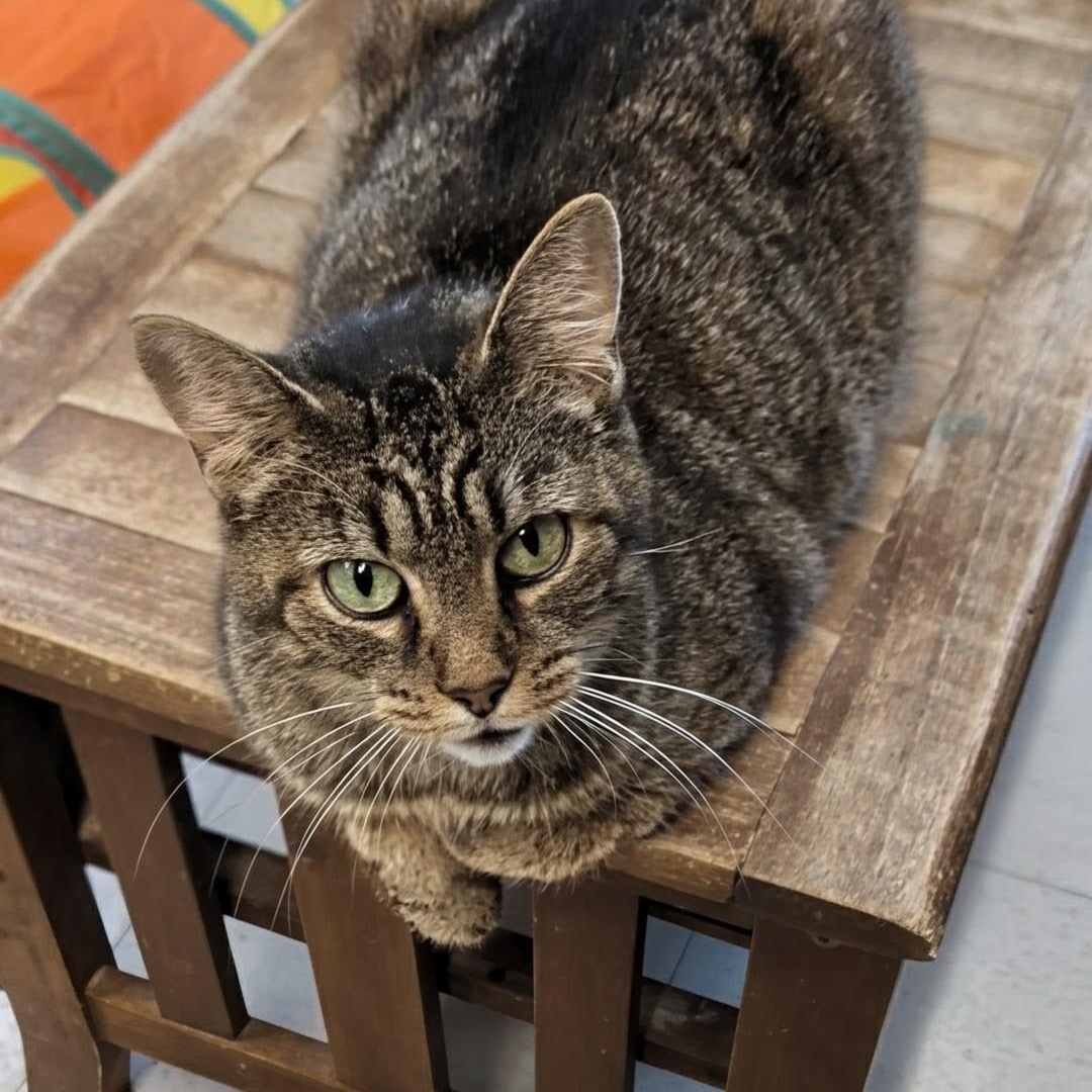 Wallie, an adoptable Domestic Short Hair in West Jefferson, OH image 6/6