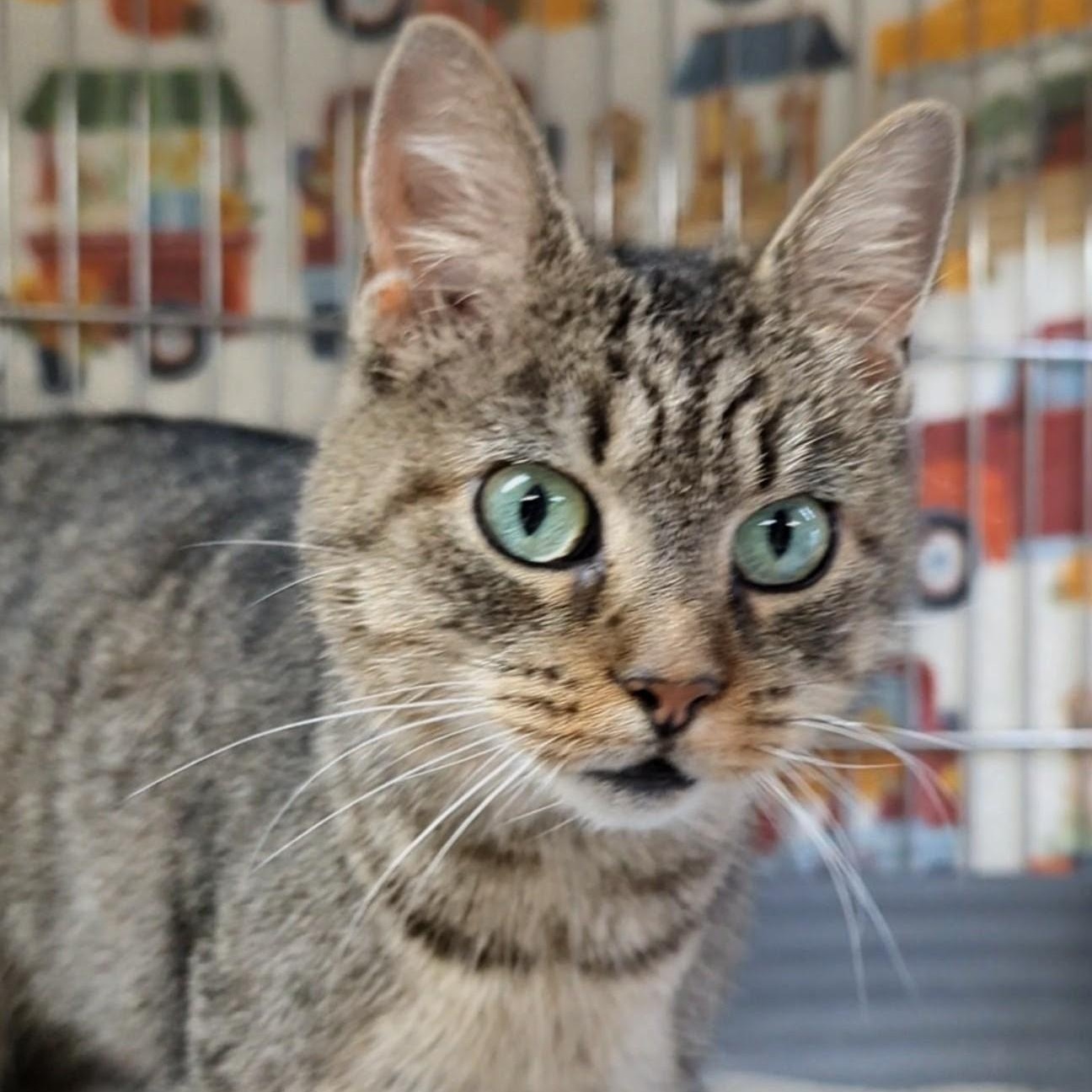 Enlarge Wallie, an adoptable Domestic Short Hair in West Jefferson, OH image 6/6