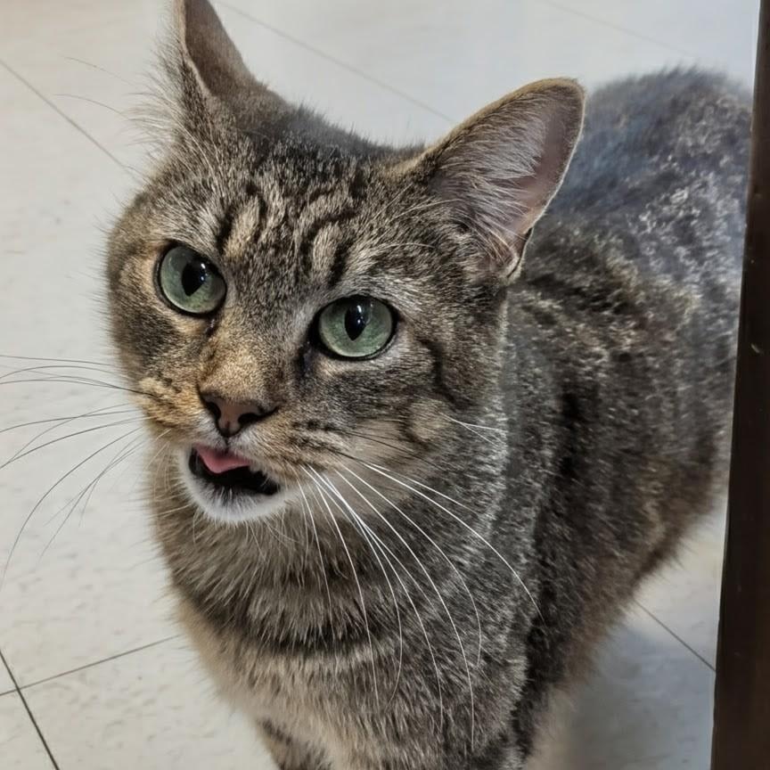 Wallie, an adoptable Domestic Short Hair in West Jefferson, OH image 4/6