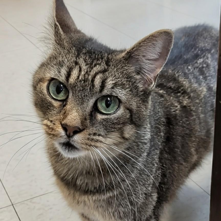 Wallie, an adoptable Domestic Short Hair in West Jefferson, OH image 5/6
