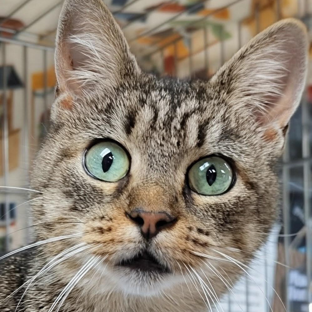 Wallie, an adoptable Domestic Short Hair in West Jefferson, OH image 1/6