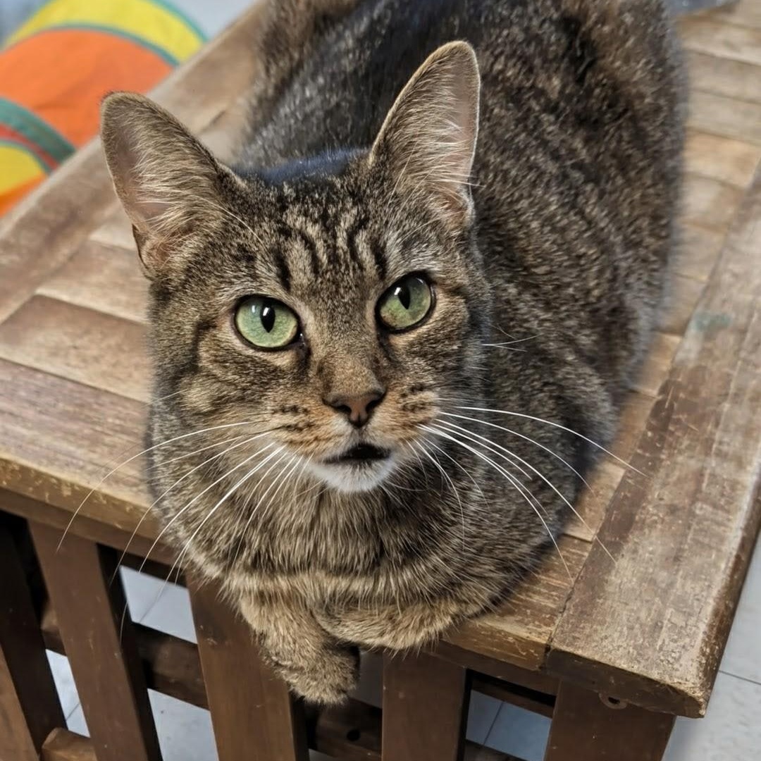 Wallie, an adoptable Domestic Short Hair in West Jefferson, OH image 5/6