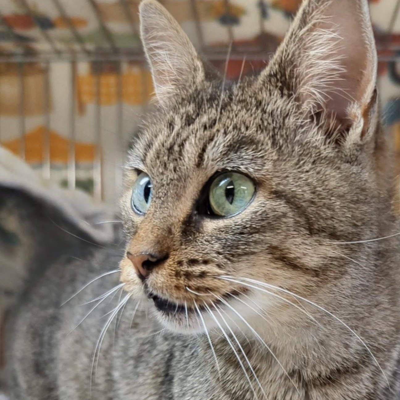 Enlarge Wallie, an adoptable Domestic Short Hair in West Jefferson, OH image 5/6