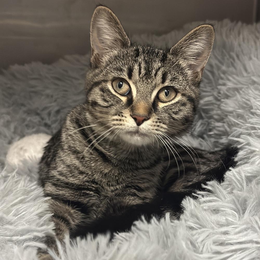 Bunny, Adoptable, Kitten Female Domestic Short Hair.