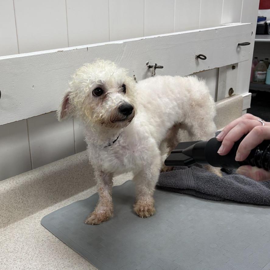 Enlarge Q-tip, a Adopted Bichon Frise in Ocala, FL image 4/5