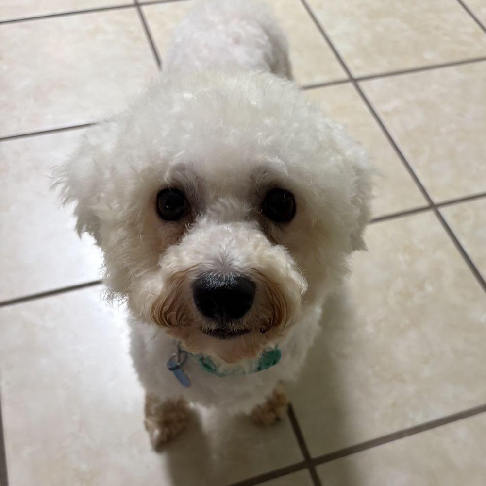 Enlarge Q-tip, a Adopted Bichon Frise in Ocala, FL image 1/5