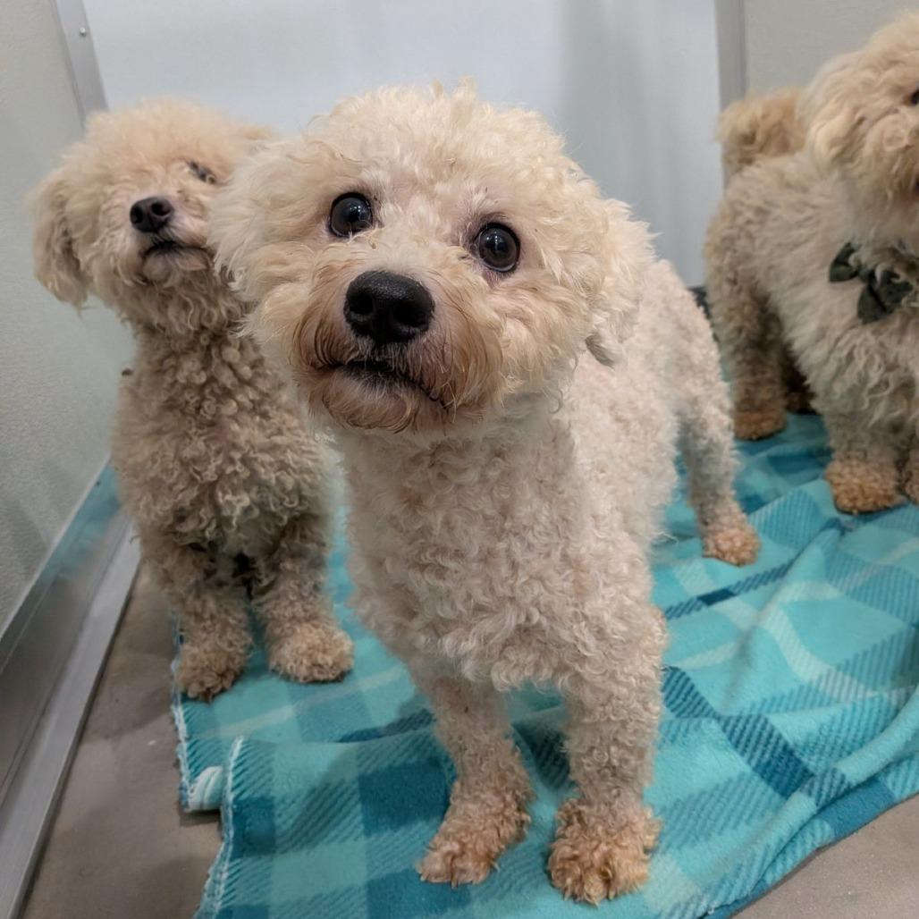 Enlarge Q-tip, a Adopted Bichon Frise in Ocala, FL image 5/5