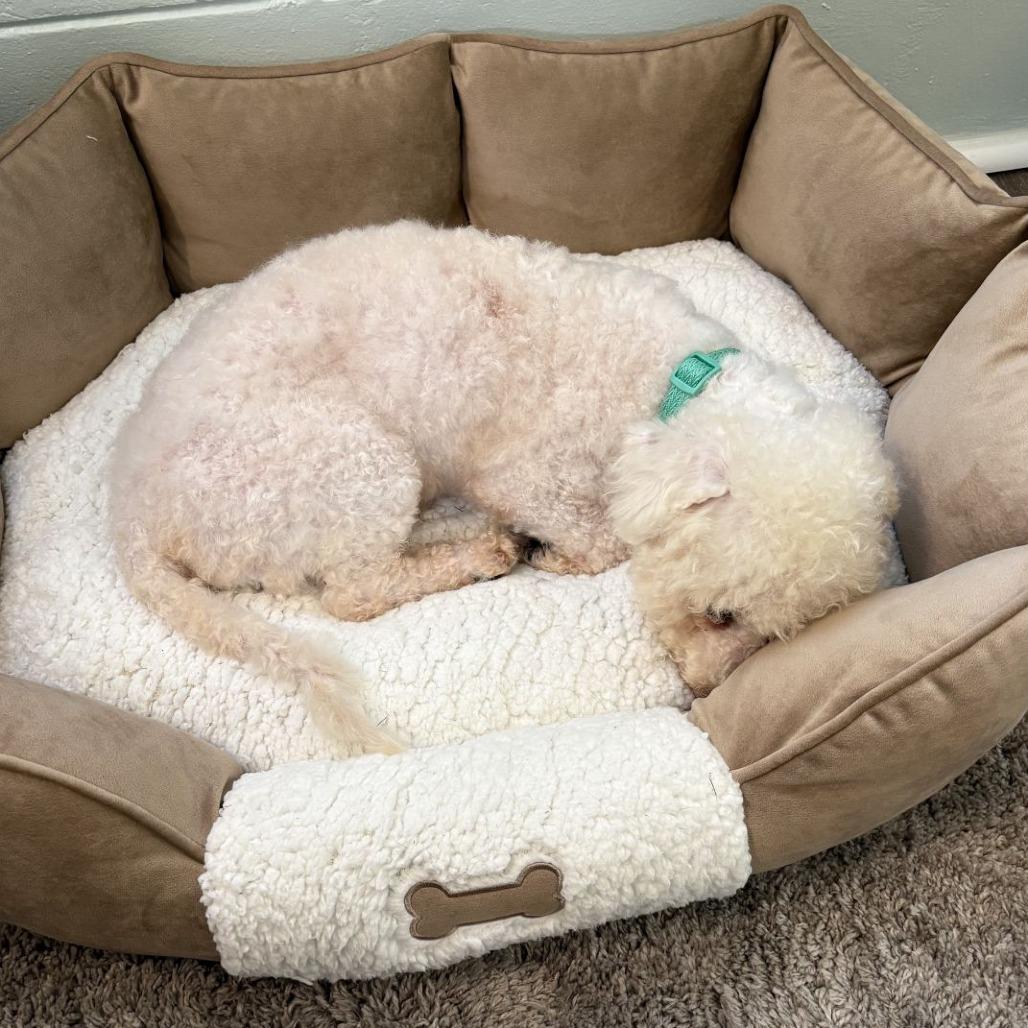 Enlarge Q-tip, a Adopted Bichon Frise in Ocala, FL image 2/5