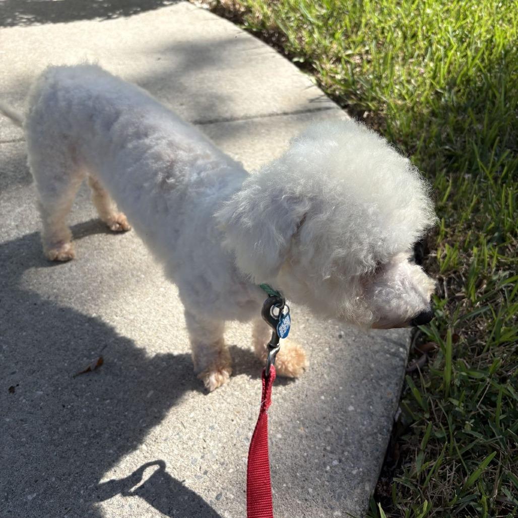 Enlarge Q-tip, a Adopted Bichon Frise in Ocala, FL image 3/5