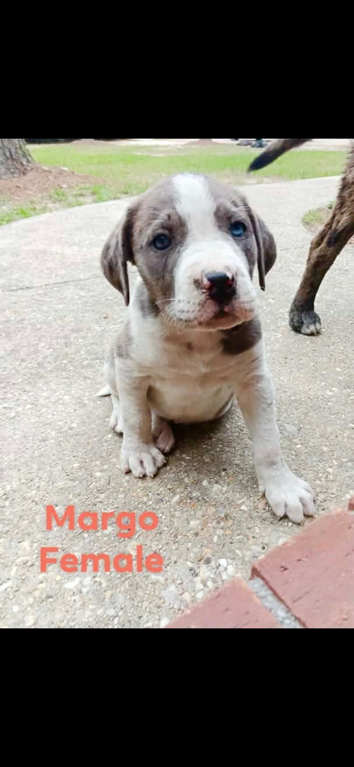 Margo, ADOPTABLE, Puppy Female Catahoula Leopard Dog.