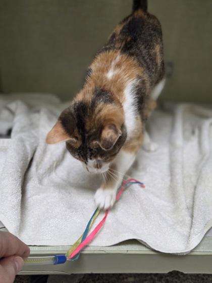 Enlarge Copper, a Adoptable mixed breed in Westland, MI image 1/3