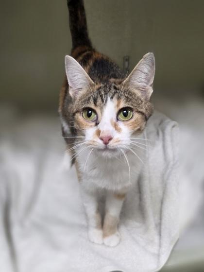 Enlarge Copper, a Adoptable mixed breed in Westland, MI image 2/3