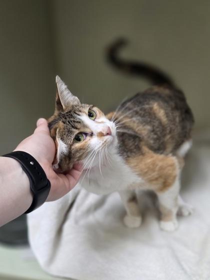 Enlarge Copper, a Adoptable mixed breed in Westland, MI image 3/3