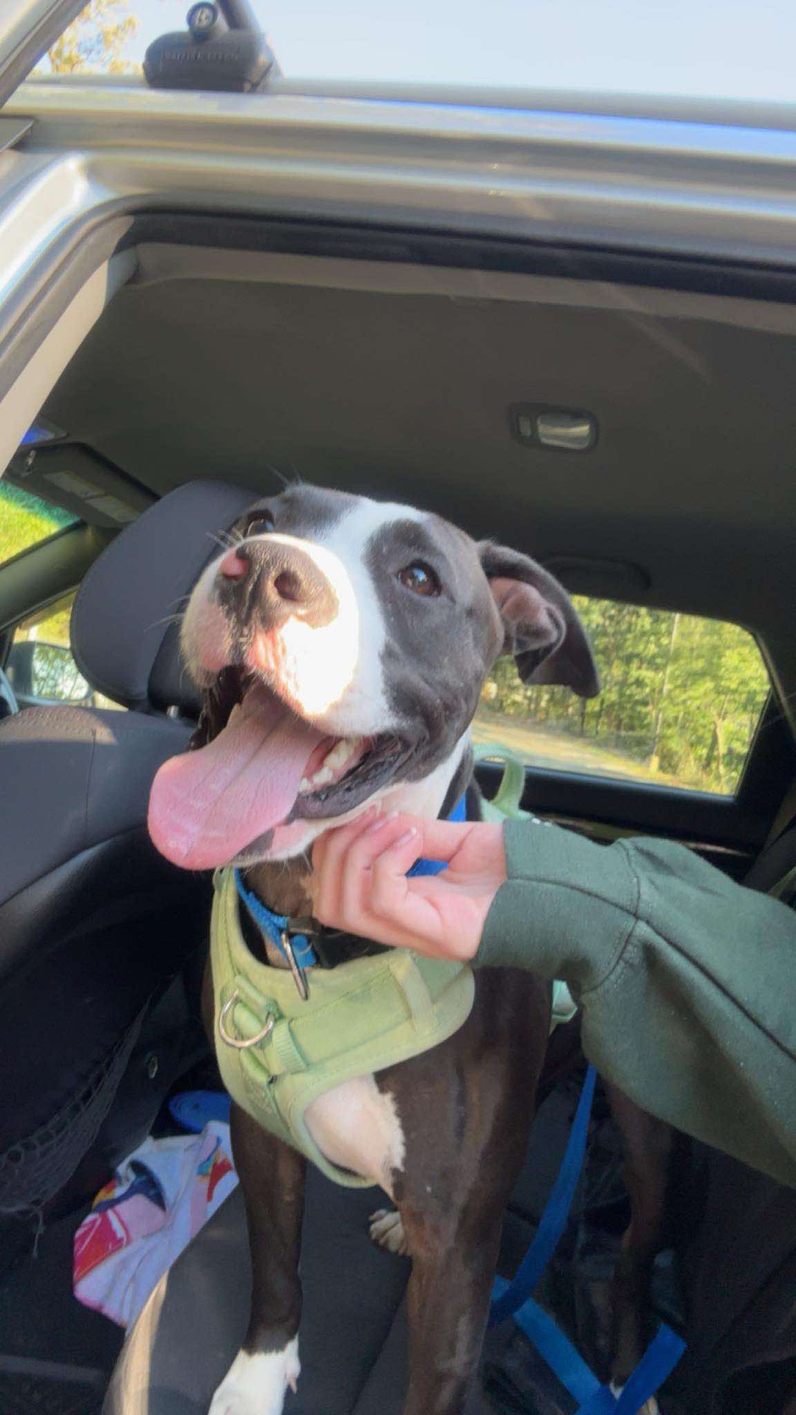 Bolt, a Adoptable American Staffordshire Terrier in Pittsburgh, PA image 6/6