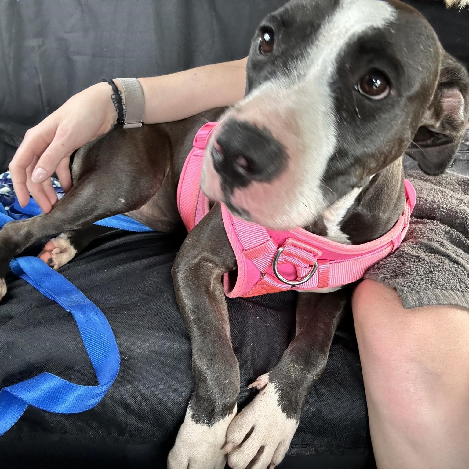 Bolt, a Adoptable American Staffordshire Terrier in Pittsburgh, PA image 3/6