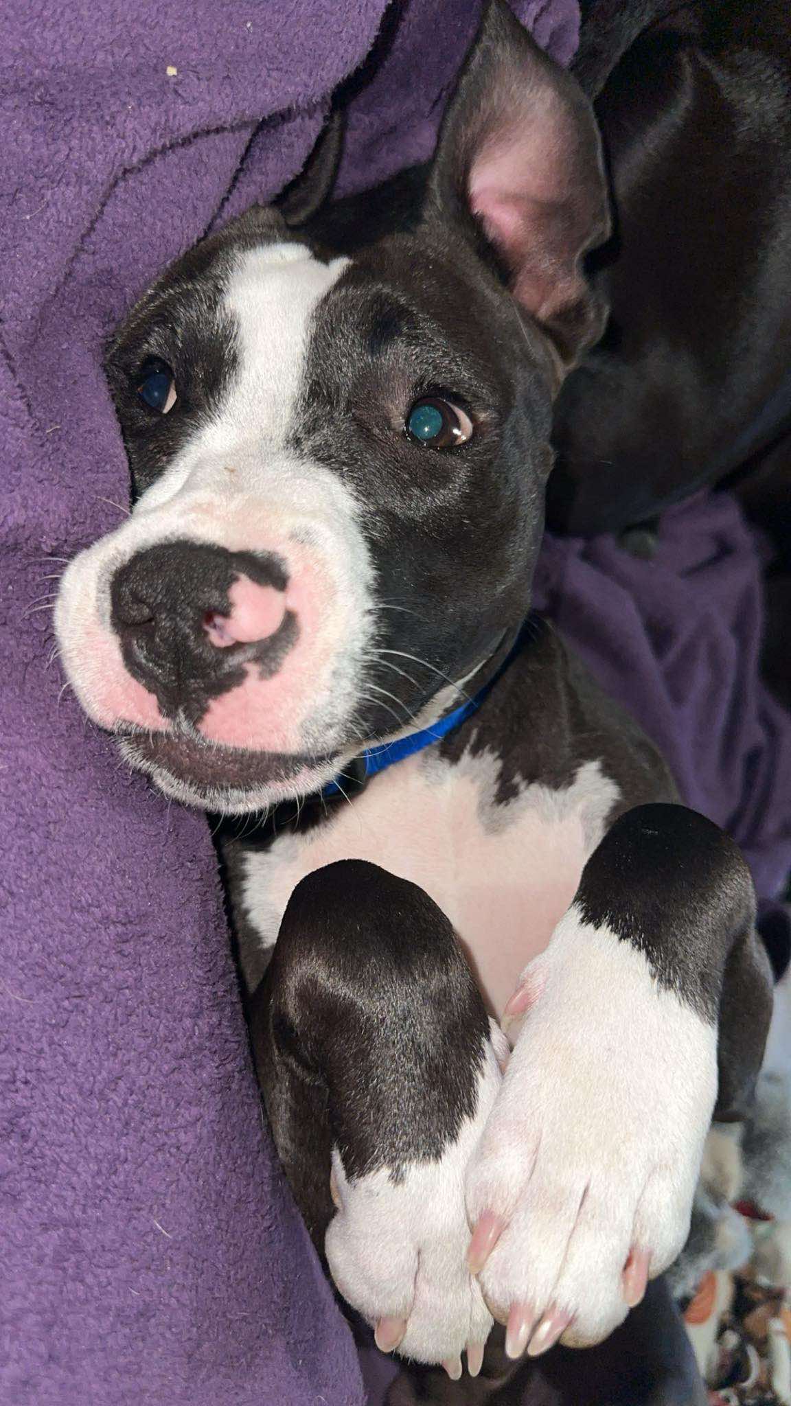 Bolt, Adoptable, Young Male American Staffordshire Terrier.