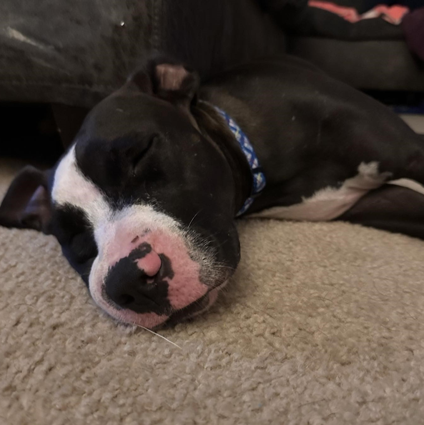 Bolt, a Adoptable American Staffordshire Terrier in Pittsburgh, PA image 5/6