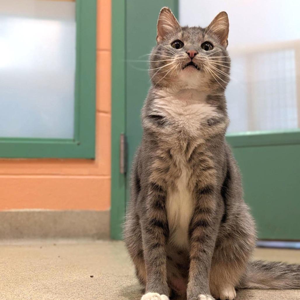 Lady Grey, Adoptable, Adult Female Domestic Short Hair.