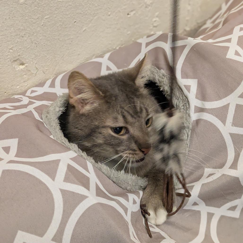Enlarge Lady Grey, a Adoptable Domestic Short Hair in South Burlington, VT image 3/6