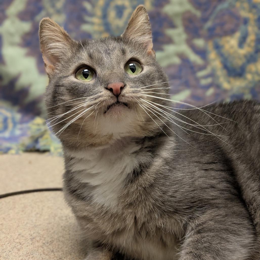 Enlarge Lady Grey, a Adoptable Domestic Short Hair in South Burlington, VT image 4/6