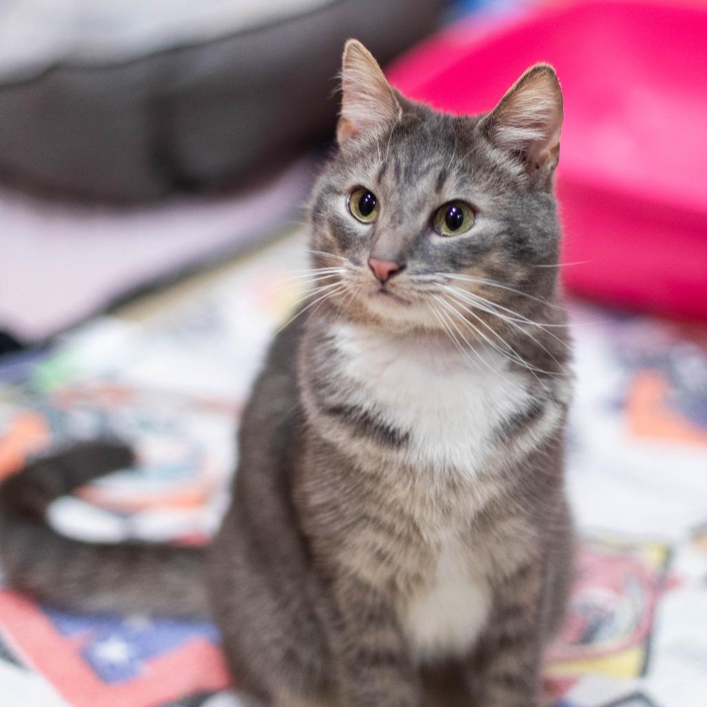 Enlarge Lady Grey, a Adoptable Domestic Short Hair in South Burlington, VT image 5/6