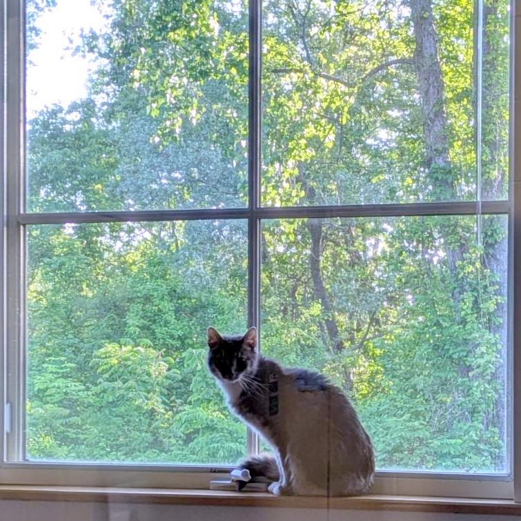 Enlarge Lady Grey, a Adoptable Domestic Short Hair in South Burlington, VT image 6/6