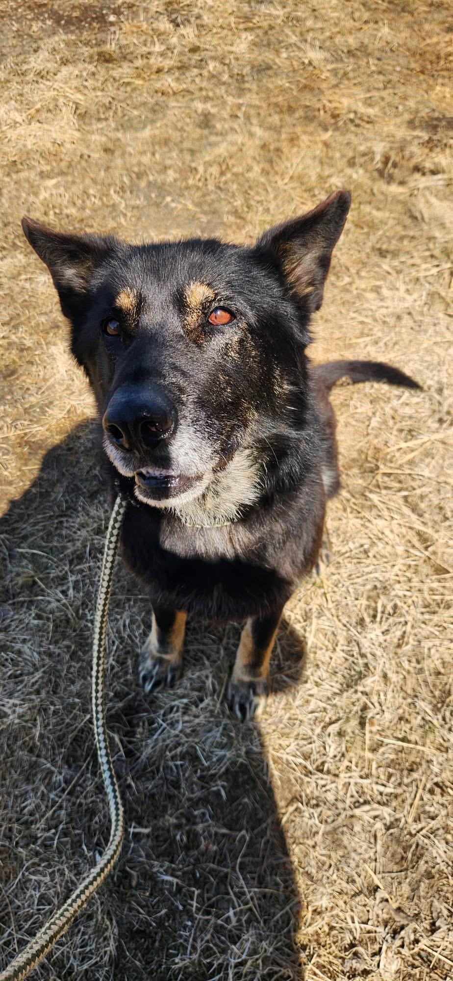 Rocky, an adoptable German Shepherd Dog in Humboldt , SK, S0K 2A0 | Photo Image 3