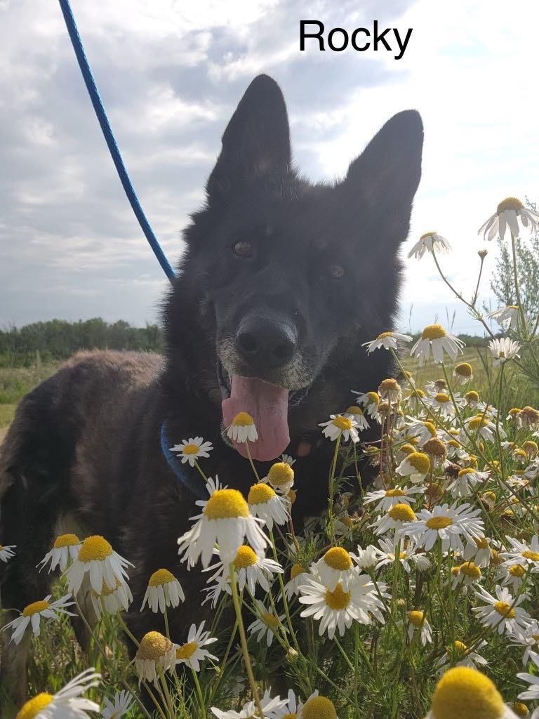 Rocky, a Adoptable German Shepherd Dog in Humboldt , SK image 1/5