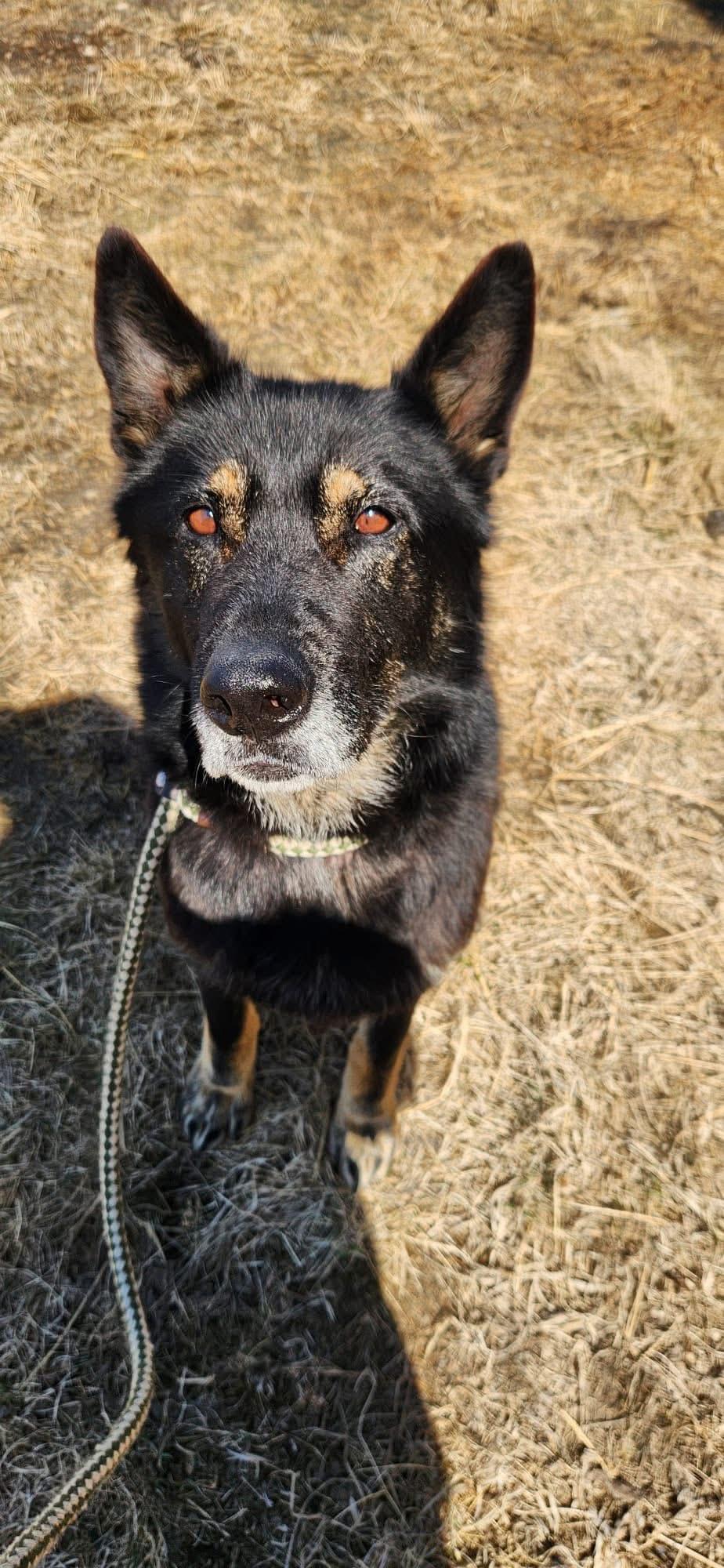 Rocky, an adoptable German Shepherd Dog in Humboldt , SK, S0K 2A0 | Photo Image 4