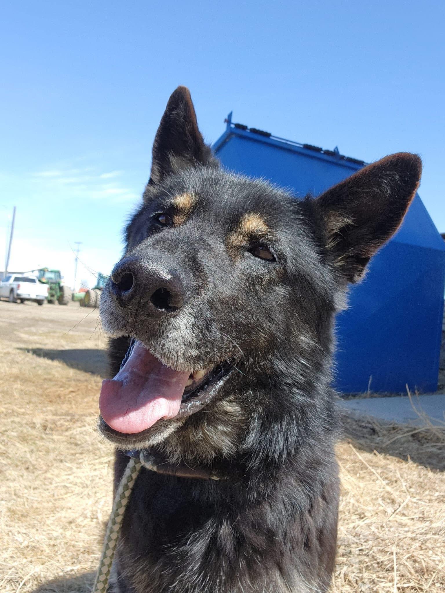Rocky, a Adoptable German Shepherd Dog in Humboldt , SK image 5/5