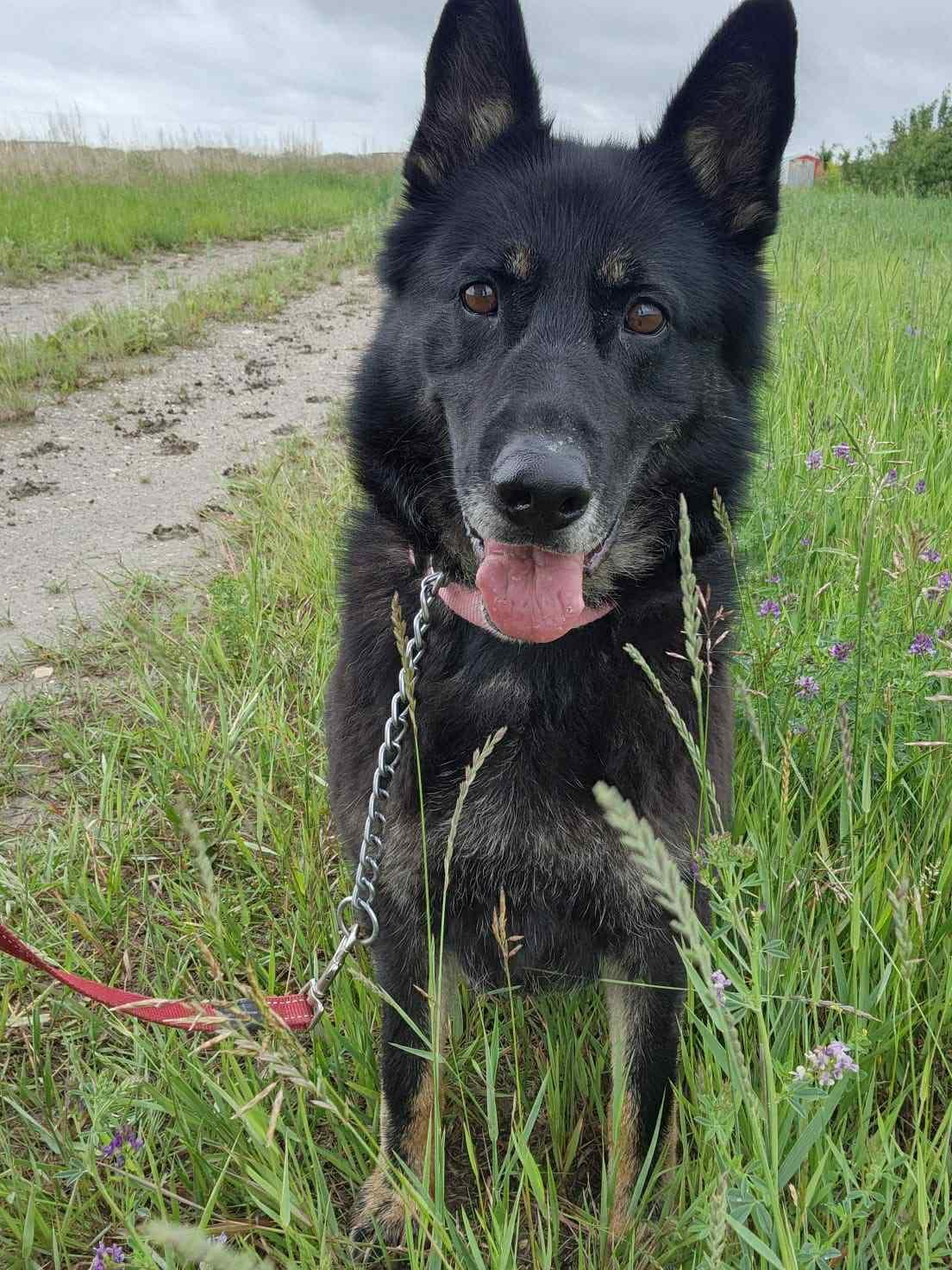 Rocky, a Adoptable German Shepherd Dog in Humboldt , SK image 2/5
