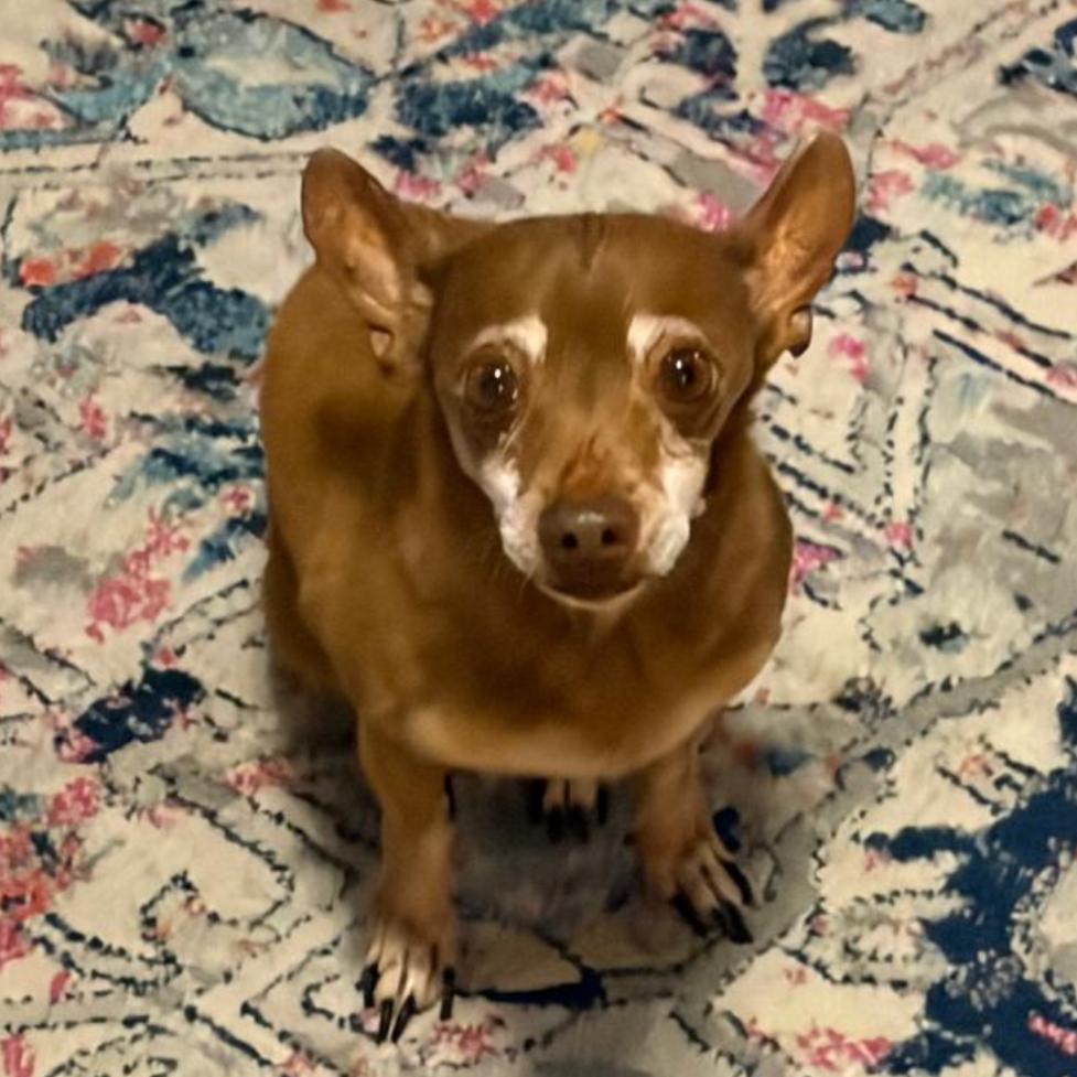 Enlarge Buddy, a Adoptable Chihuahua in Normal, IL image 1/1