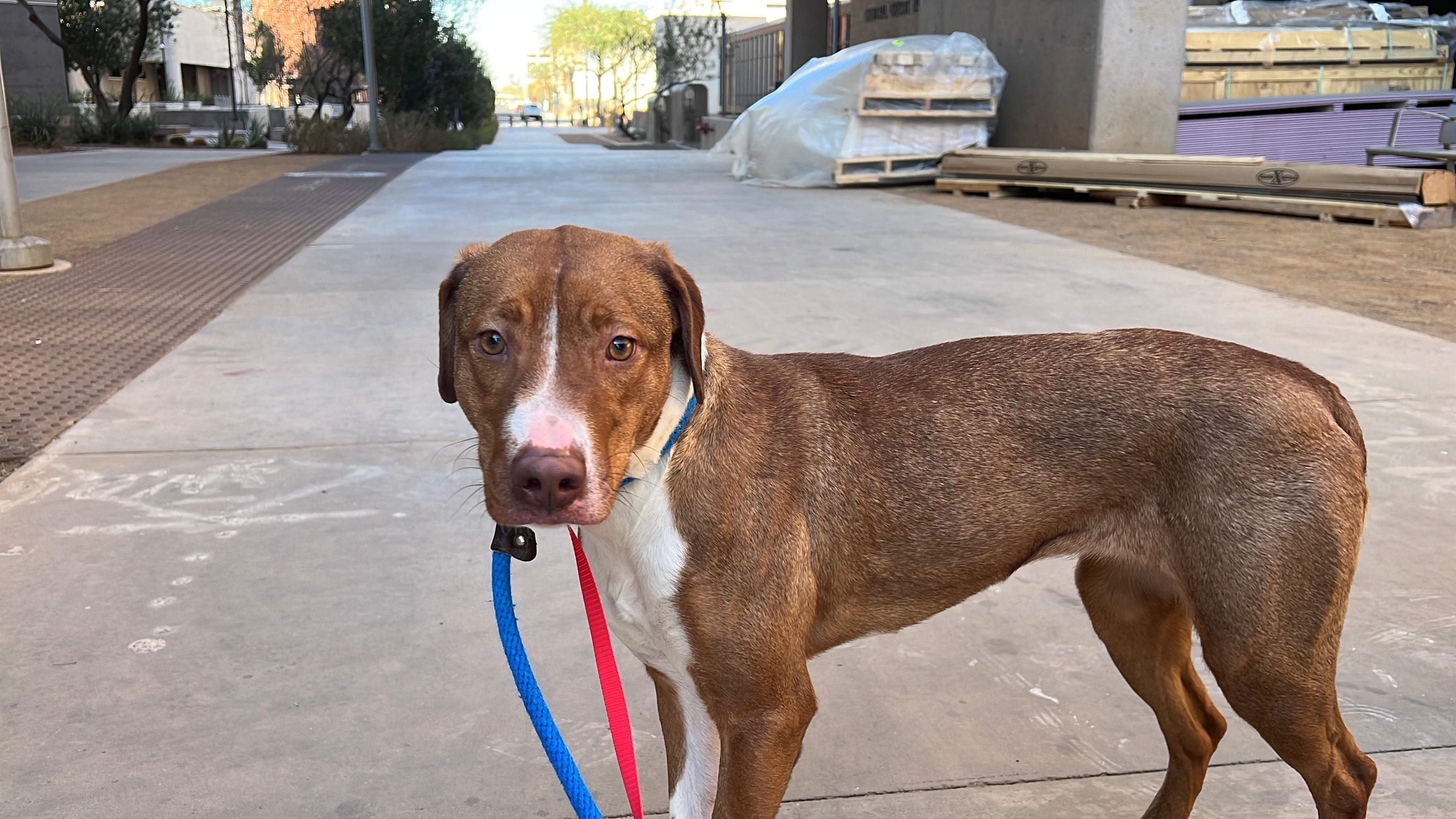 3966 Clipper, a Adoptable mixed breed in Phoenix, AZ image 1/4