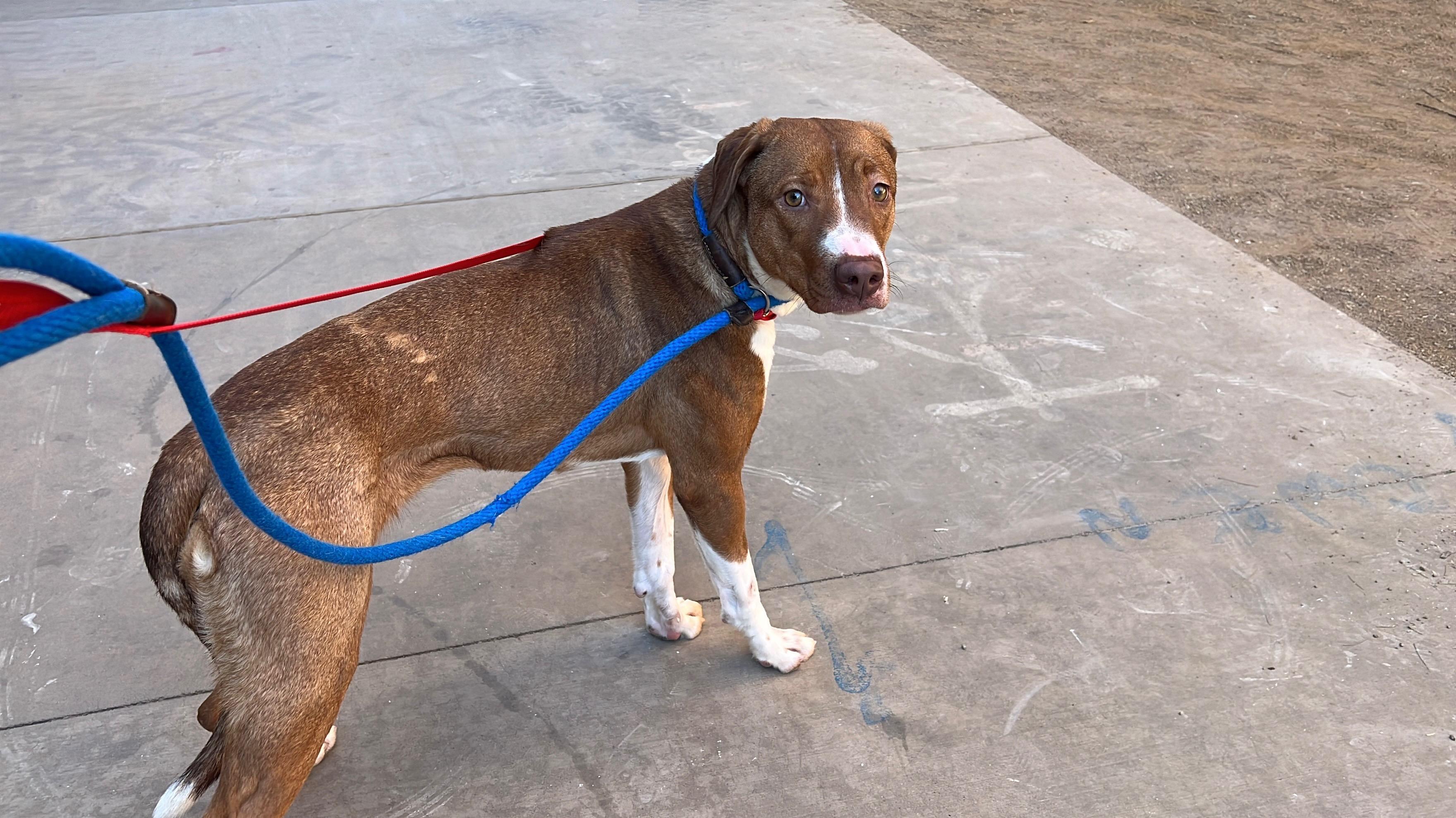 3966 Clipper, a Adoptable mixed breed in Phoenix, AZ image 2/4