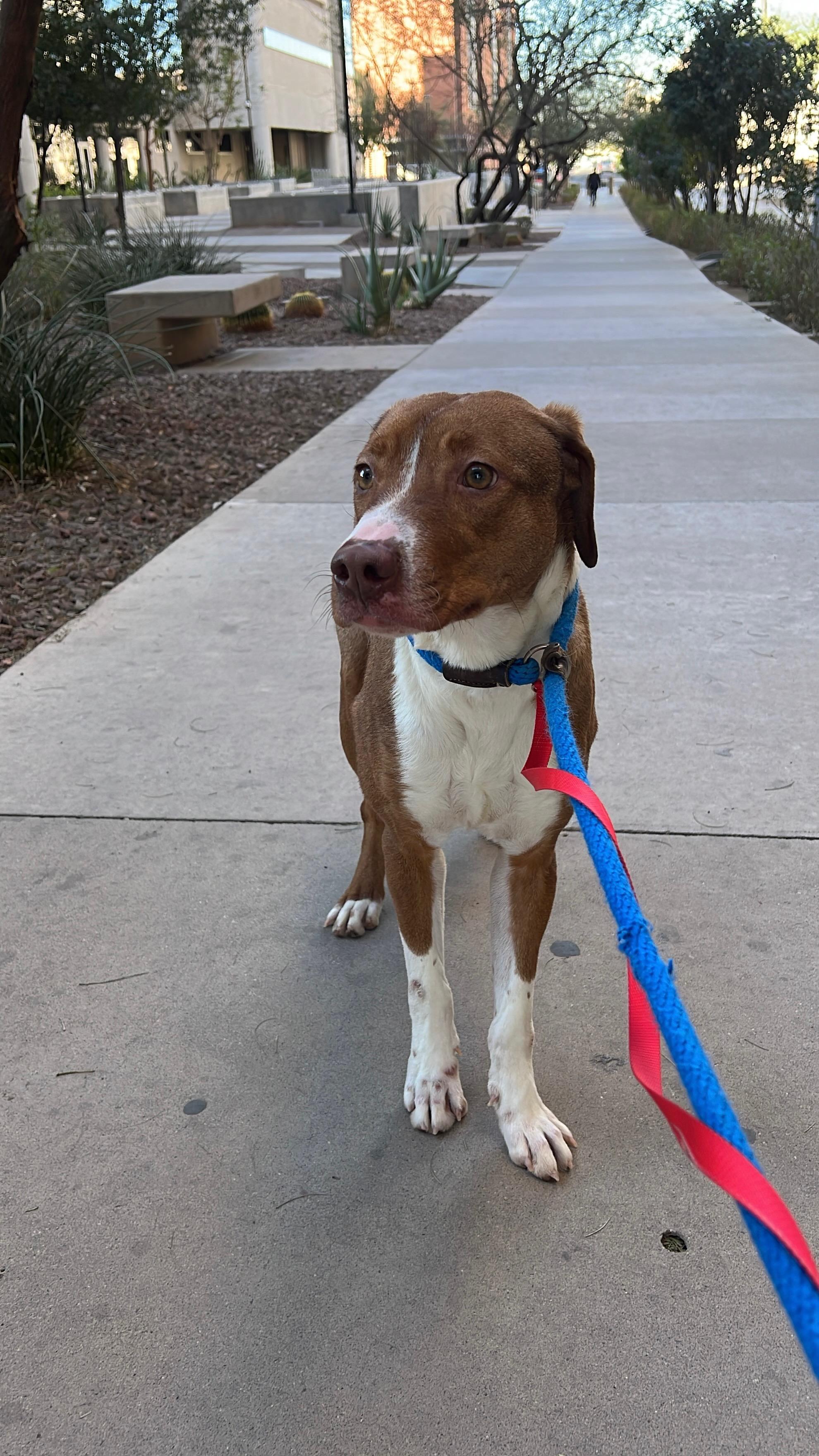 3966 Clipper, a Adoptable mixed breed in Phoenix, AZ image 3/4