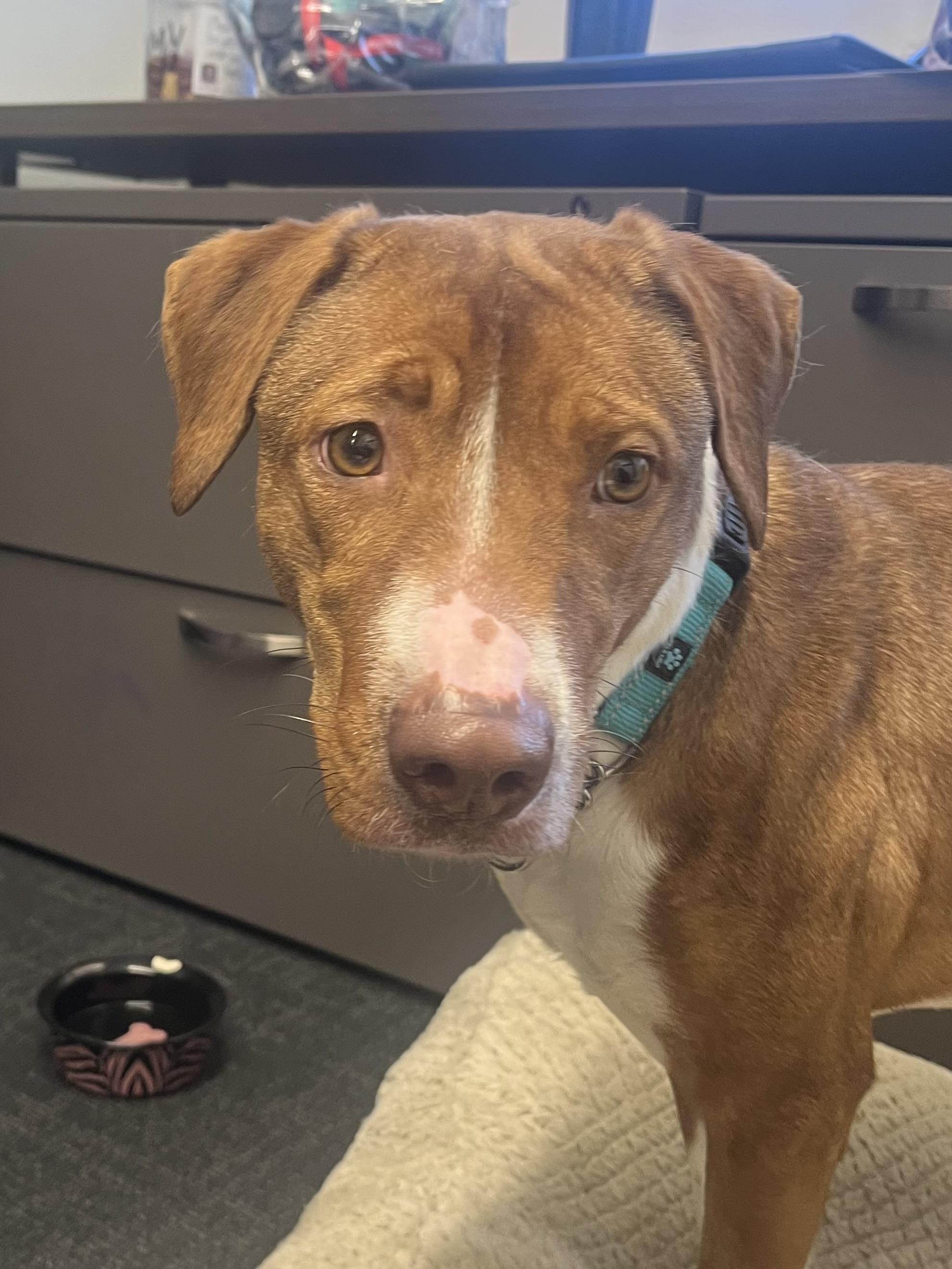 3966 Clipper, a Adoptable mixed breed in Phoenix, AZ image 4/4