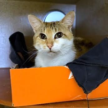 Enlarge Posh, a Adoptable mixed breed in Washington, DC image 1/1