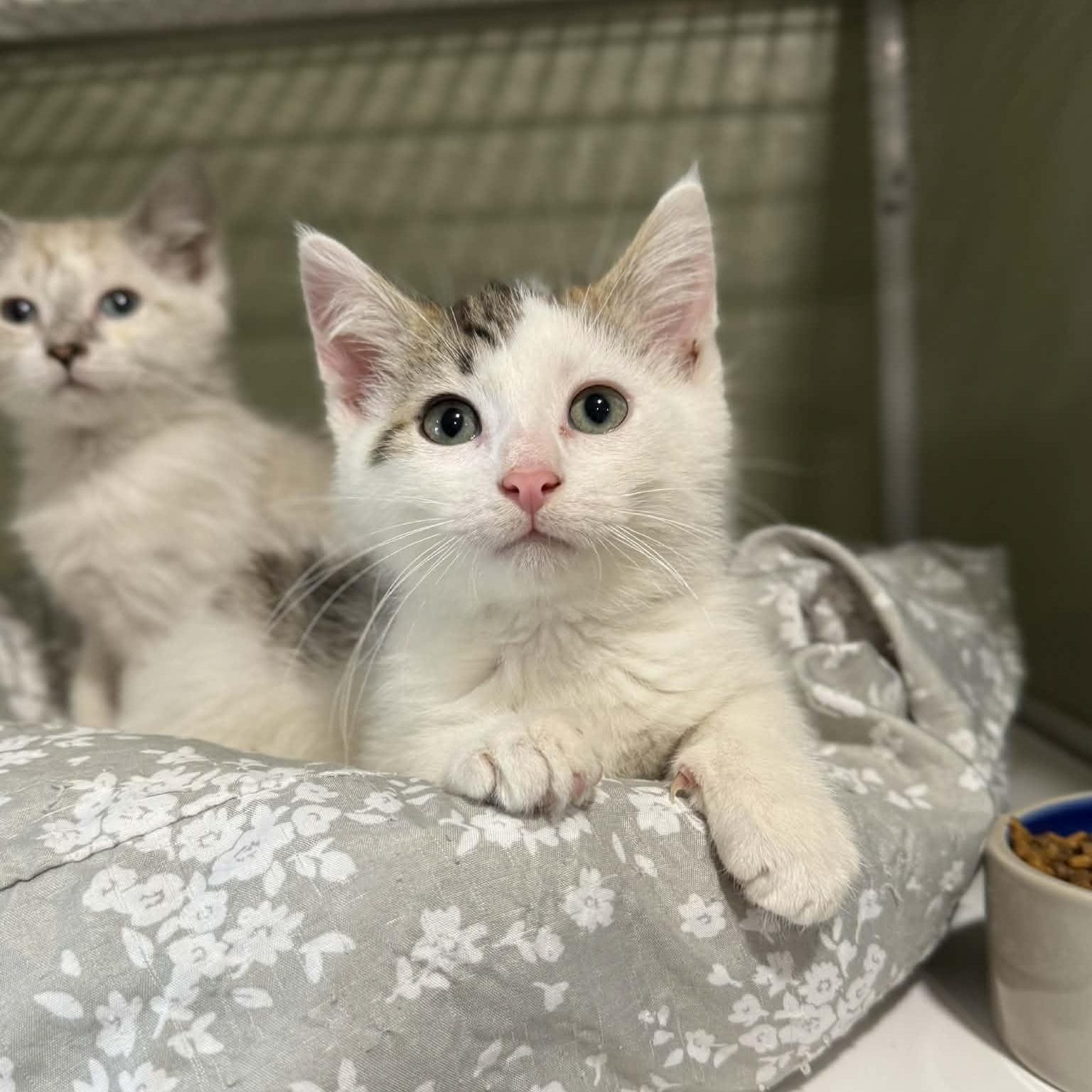 Iceberg, adopted, Kitten Male Domestic Short Hair & Tabby.