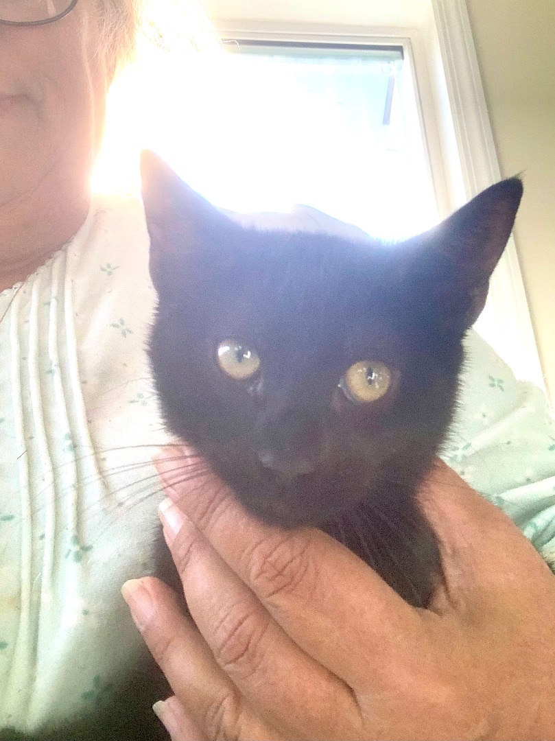 Miles, Adopted, Young Male Bombay & Domestic Short Hair.