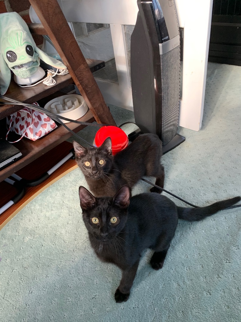 Enlarge Miles, a Adopted mixed breed in Alexandria, VA image 2/2