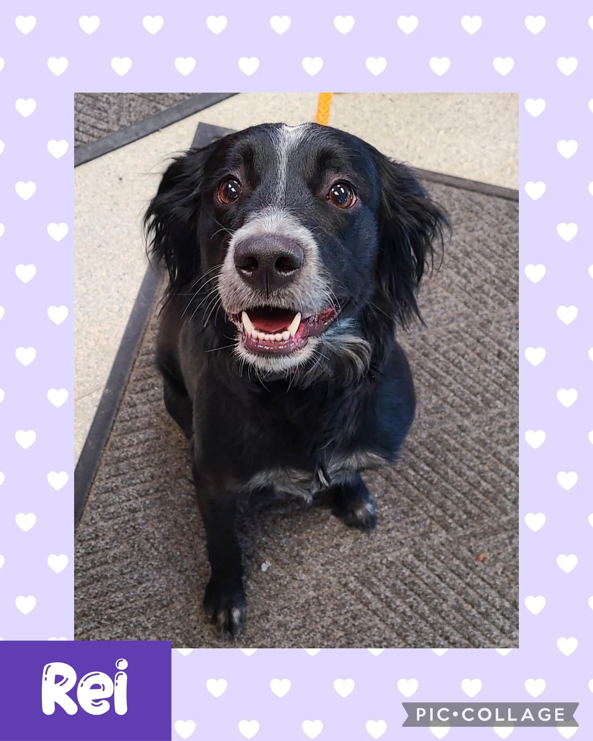 Rei, ADOPTABLE, Adult Female Border Collie.