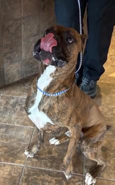 Albert, Adopted, Young Male Boxer.