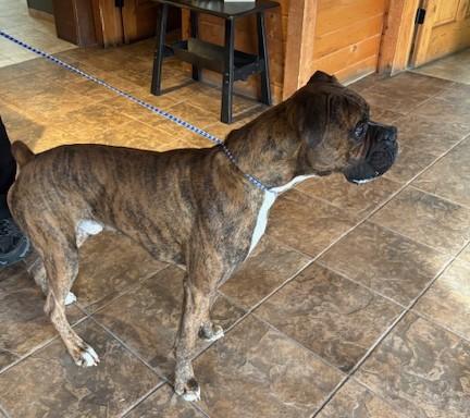 Enlarge Albert, a Adopted mixed breed in Kellogg, ID image 2/4