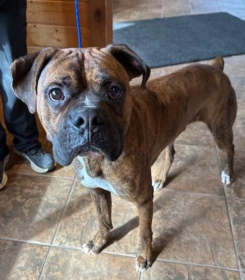 Enlarge Albert, a Adopted mixed breed in Kellogg, ID image 3/4