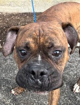 Enlarge Albert, a Adopted mixed breed in Kellogg, ID image 4/4